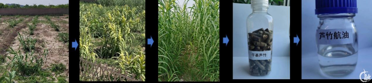 研究团队针对芦竹从种植到提炼的成果展示.png